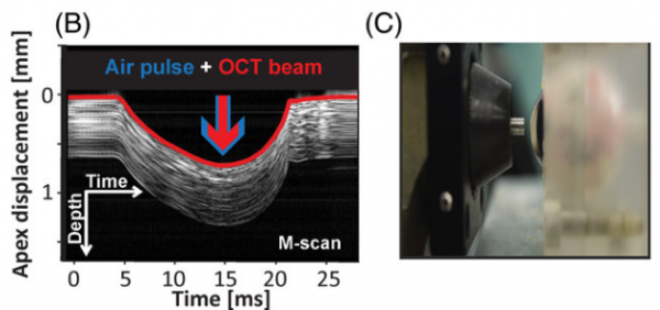 Assessment of the influence of viscoelasticity of cornea in animal ex vivo model using air-puff optical coherence tomography and corneal hysteresis