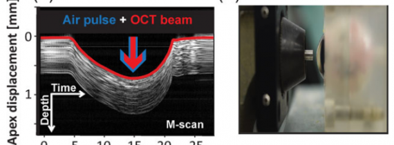 Assessment of the influence of viscoelasticity of cornea in animal ex vivo model using air-puff optical coherence tomography and corneal hysteresis