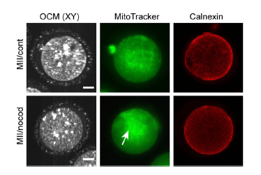 Optical coherence microscopy as a novel, non-invasive method for the 4D live imaging of early mammalian embryos