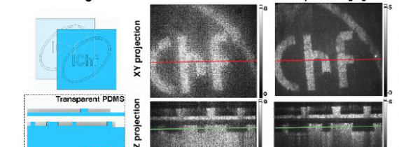 Spatio-Temporal Optical Coherence Imaging–a new tool for in vivo microscopy