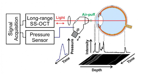 Air-Puff-Induced Dynamics of Ocular Components Measured with Optical Biometry