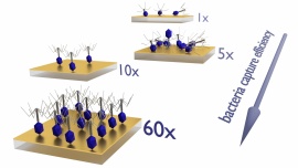 Dense layer of bacteriophages ordered in alternating electric field and immobilized by surface chemical modification as sensing element for bacteria detection