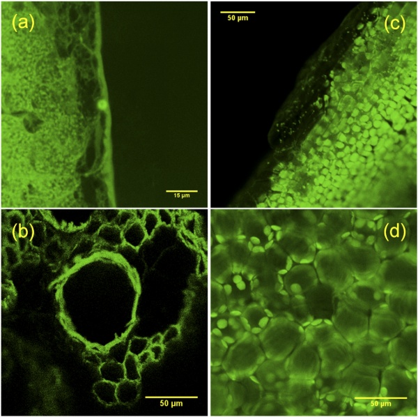 Frequency-doubled femtosecond Er-doped fiber laser for two-photon excited fluorescence imaging