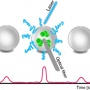 High-Throughput Monitoring of Bacterial Cell Density in Nanoliter Droplets: Label-Free Detection of Unmodified Gram-Positive and Gram-Negative Bacteria