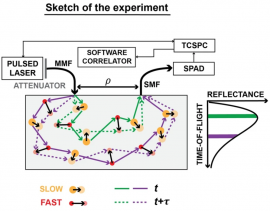 Time-domain diffuse correlation spectroscopy (TD-DCS) for noninvasive, depth-dependent blood flow quantification in human tissue in vivo